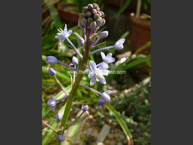 Scilla baurii Scilla Images