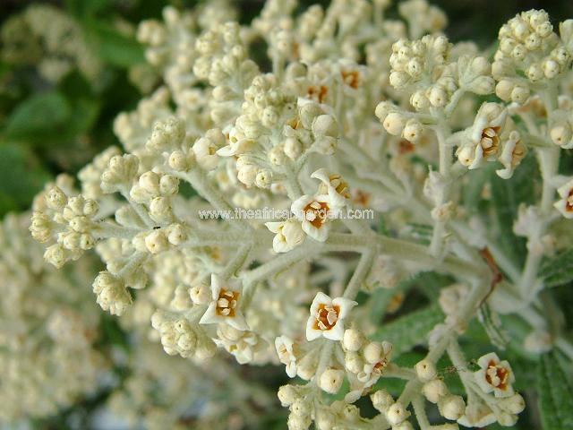 Buddleja loricata Mountain Sagewood Tree and Shrub Images