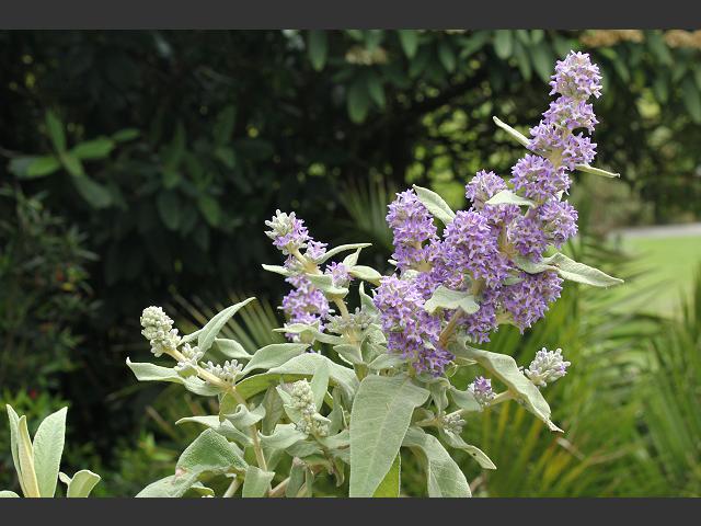 Buddleja salviifolia Buddleja salvifolia Sagewood Tree and Shrub Images