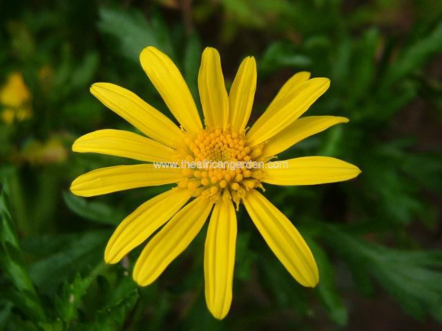 Euryops chrysanthemoides Golden Daisy Bush Tree and Shrub Images