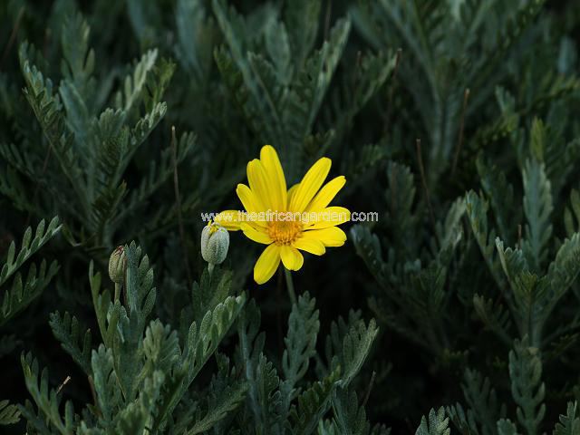 Euryops pectinatus Golden Euryops Tree and Shrub Images