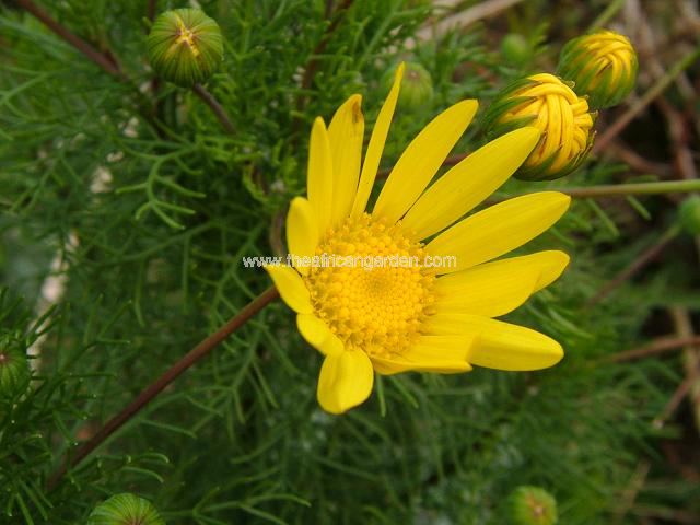 Euryops species Golden Daisy Bush Tree and Shrub Images