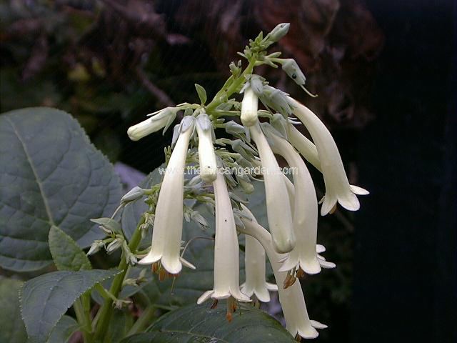 Phygelius aequalis Yellow Trumpet Cape Fuchsia Tree and Shrub Images
