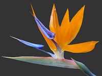 The Bird of Paradise Family Image Index Strelitziaceae