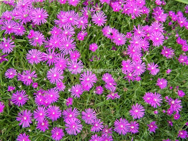 Delosperma cooperi Trailing Hardy or Coopers Ice Plant Succulent Images