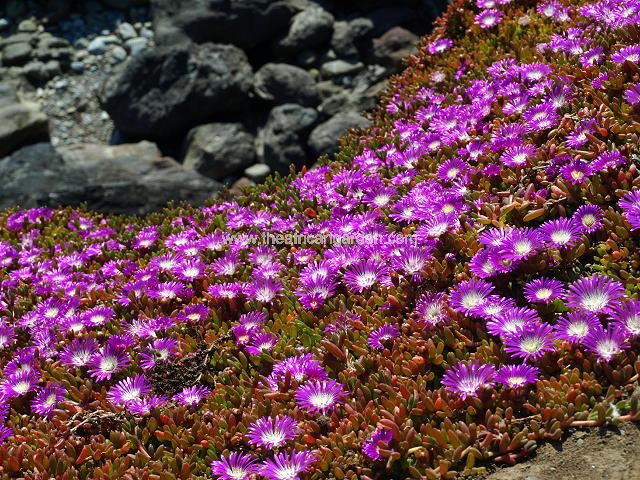 Disphyma crassifolium Purple Dewplant Succulent Images