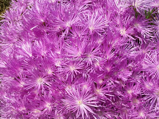 Lampranthus species Succulent Images
