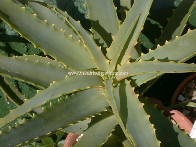 Aloe arborescens Krantz Aloe Succulent Images