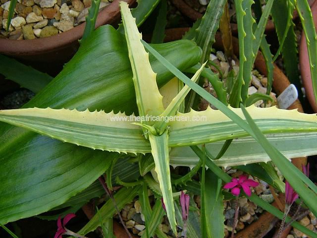 Aloe arborescens Variegata Variegated Krantz Aloe Succulent Images