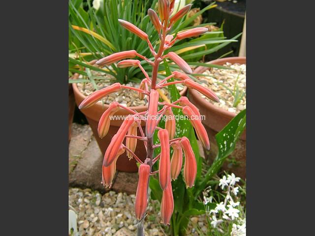 Aloe aristata Torch Plant or Lace Aloe Succulent Images