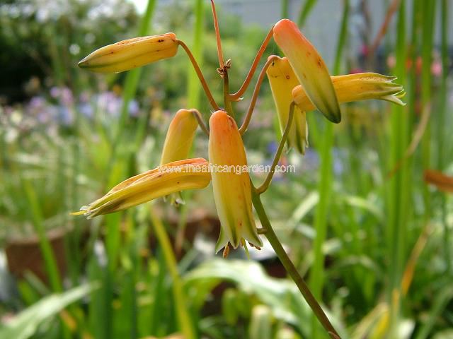 Aloe bakeri Bakers Aloe Succulent Images