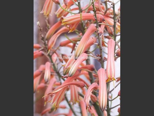 Aloe chabaudii Dwala Aloe Succulent Images