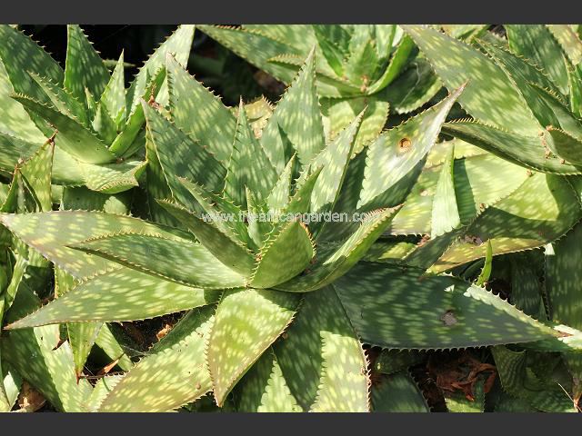 Aloe maculata Soap Flecked Zebra or African Aloe Succulent Images