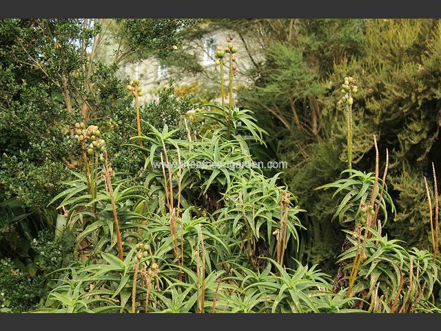 Aloe striatula Succulent Images