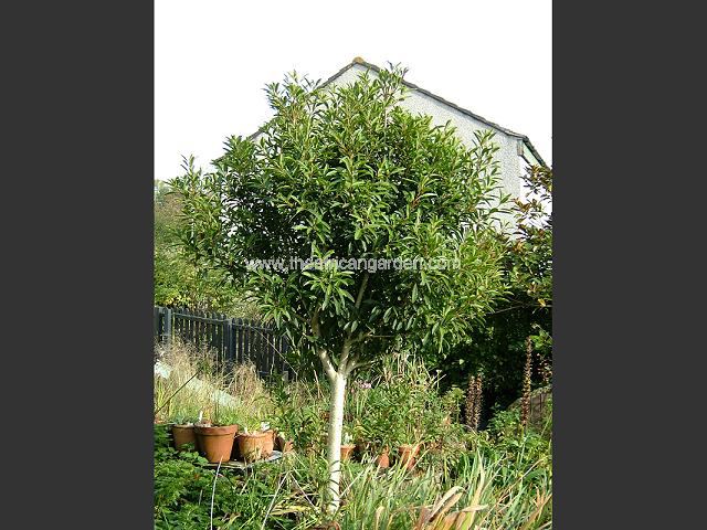 Ilex mitis African Holly Tree and Shrub Images