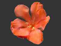 The African Garden Tritonia species hybrids Image Index Iridaceae
