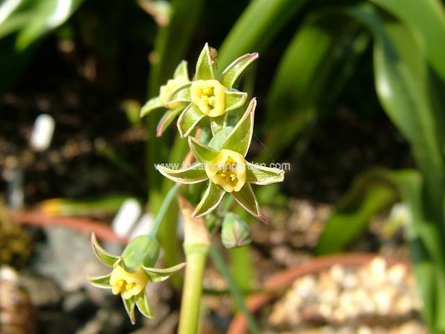 Tulbaghia cernua CDR199 Society Garlic Images