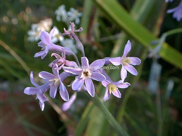 Tulbaghia coddii x violacea Society Garlic Images