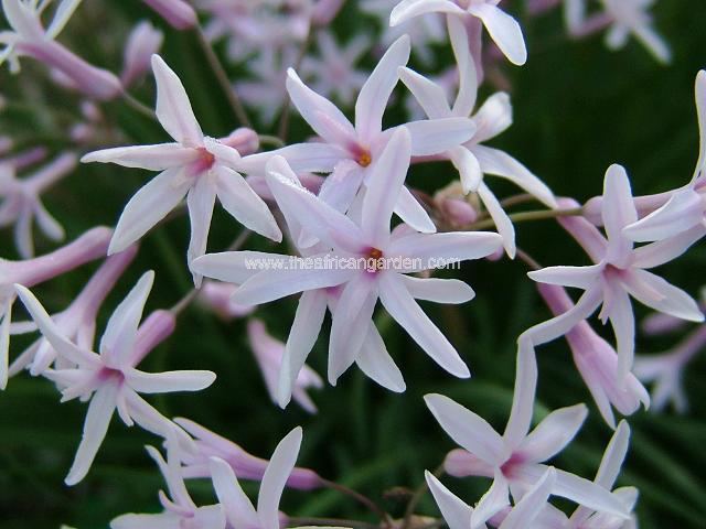 Tulbaghia cominsii x violacea Society Garlic Images