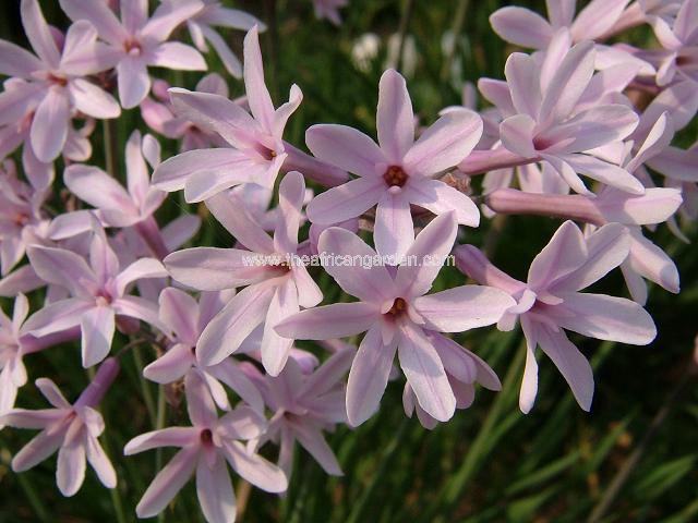Tulbaghia cominsii x violacea Fairy Star Society Garlic Images