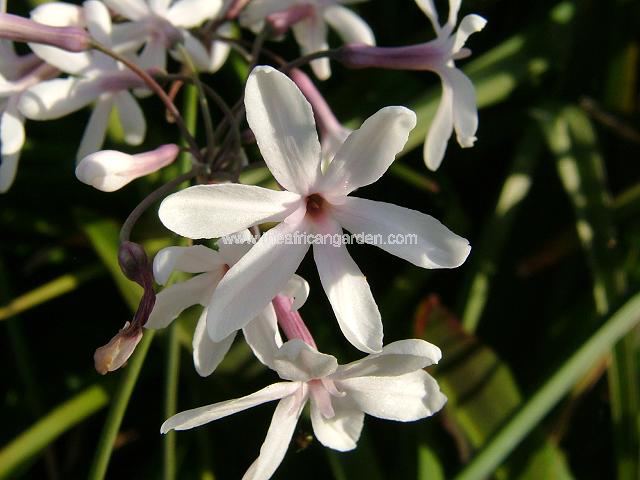 Tulbaghia cominsii x violacea Fleur de Lis Society Garlic Images