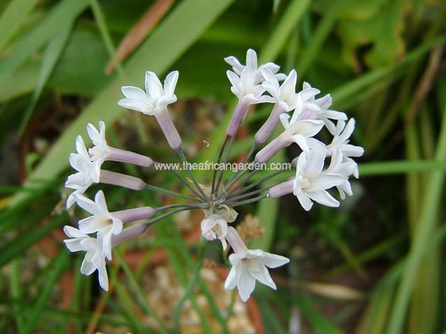 Tulbaghia cominsii x violacea Society Garlic Images