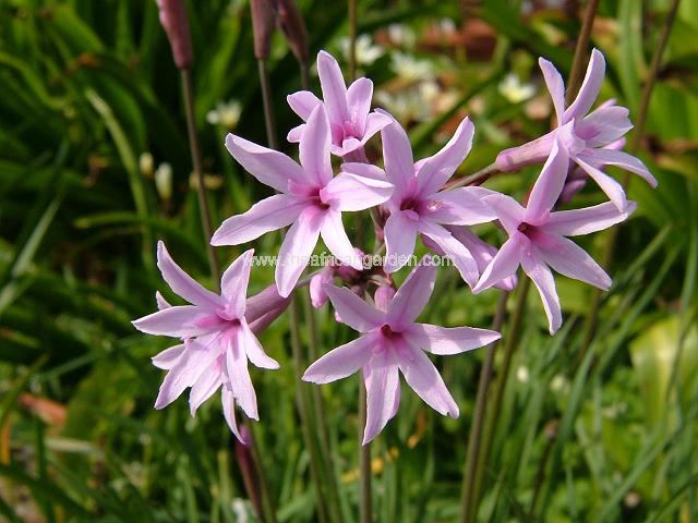 Tulbaghia cominsii x violacea Gracillissima Society Garlic Images