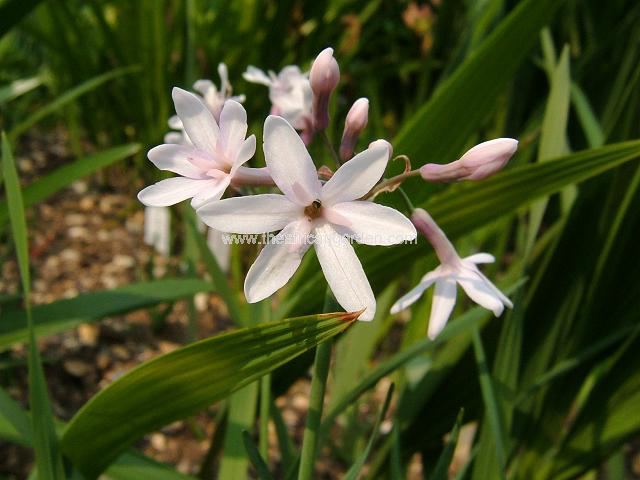 Tulbaghia cominsii x violacea Michael Pacey Society Garlic Images