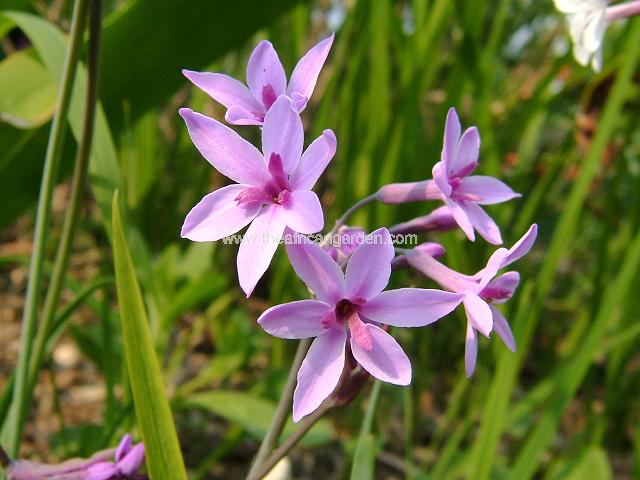 Tulbaghia cominsii x violacea seedling Society Garlic Images