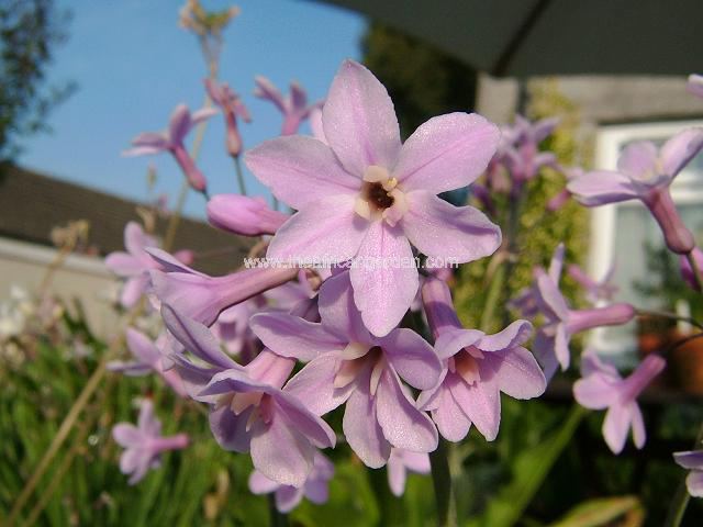 Tulbaghia cominsii x violacea soft pink Society Garlic Images
