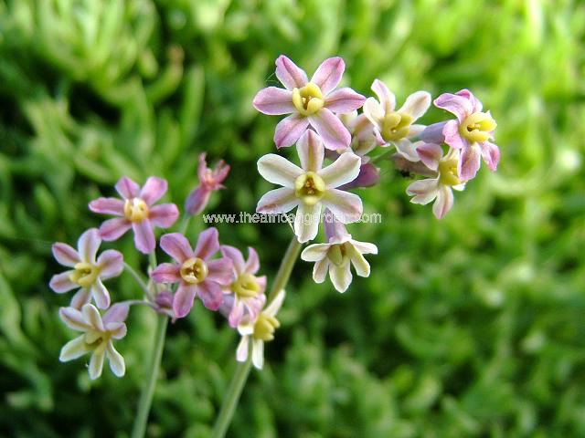 Tulbaghia natalensis or verdoorniae x cernua Society Garlic Images