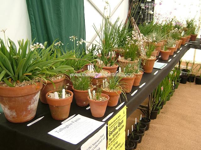 NCCPG National Plant Collection of Tulbaghia Display at RHS Rosemoor