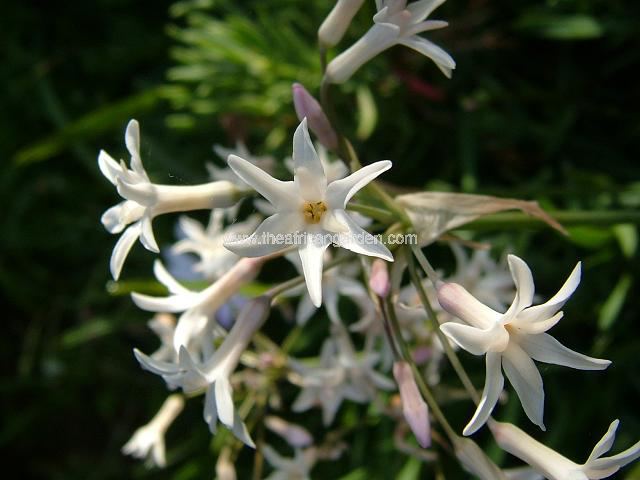 Tulbaghia violacea Pallida Society Garlic Images