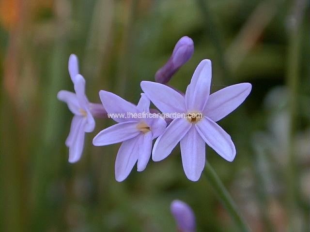 Tulbaghia violacea var maritima Society Garlic Images