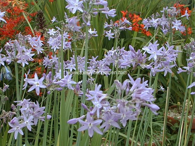 Tulbaghia violacea var robustior Society Garlic Images