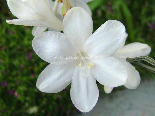 Large White Watsonia Hybrid Watsonia Images