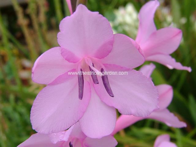 Watsonia unidentified species or hybrid 1 Watsonia Images