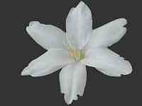 The African Garden Watsonia species and Hybrids Image Index Iridaceae