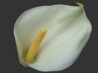 Zantedeschia White Arum or Altar Lily  Image Index Araceae